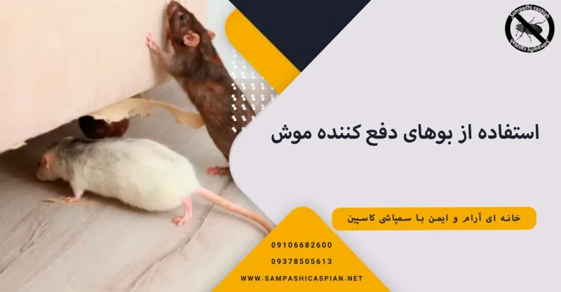 استفاده از بوهای دفع کننده برای موش