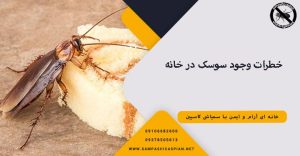 سوسکی روی خوراکی