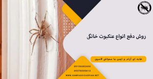 دفع انواع عنکبوت خانگی