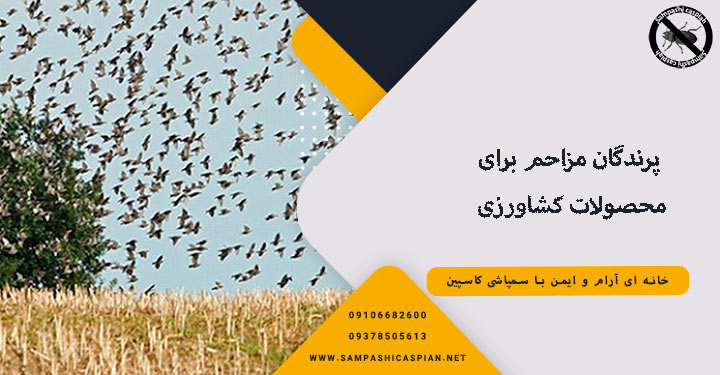 پرندگان مزاحم برای محصولات کشاورزی