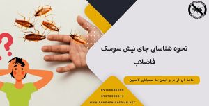 شناسایی نیش سوسک فاضلاب