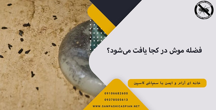 فضله موش در کجا یافت می شود؟