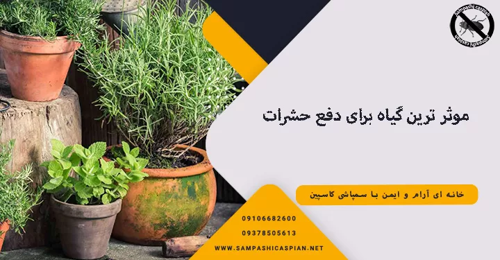 موثر ترین گیاه برای دفع حشرات