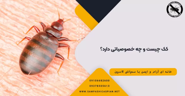 کک چیست و چه خصوصیاتی دارد؟