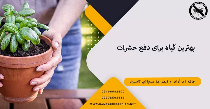 بهترین گیاه برای دفع حشرات