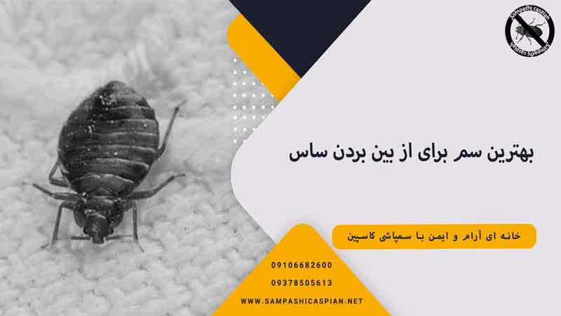 روش های جلوگیری از ورود ساس به منزل چگونه است؟