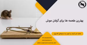 طعمه برای گرفتن موش