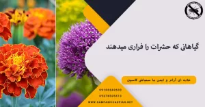 گیاهانی که حشرات را فراری میدهند