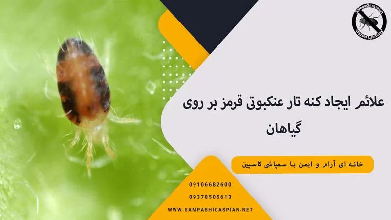 علائم ایجاد کنه تار عنکبوتی قرمز بر روی گیاهان