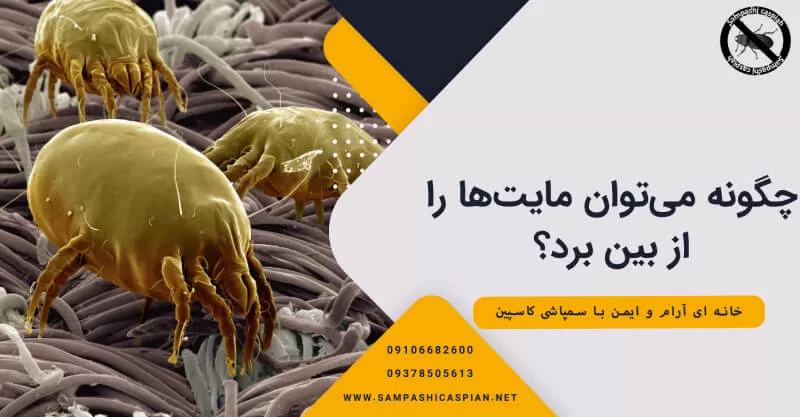 چگونه می‌توان مایت‌ها را از بین برد؟