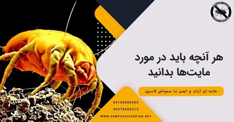 هر آنچه باید در مورد مایت‌ها بدانید