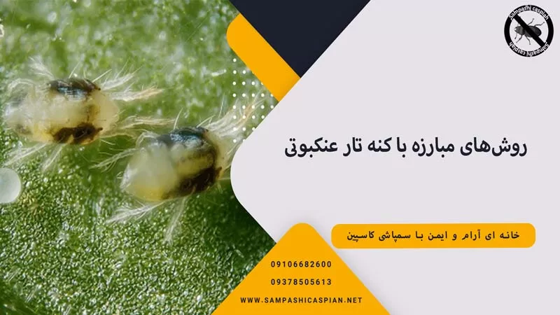 روش‌های مبارزه با کنه تار عنکبوتی