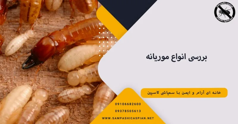 چند نوع موریانه