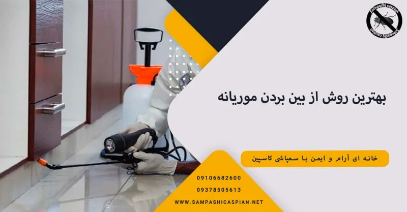 سمپاشی برای از بین بردن موریانه