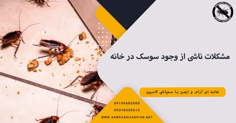 سوسکها و آلودگی خانه