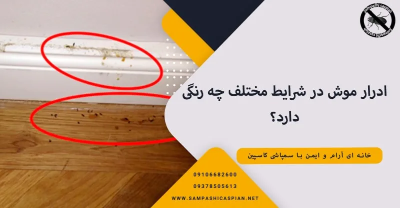 ادرار موش در شرایط مختلف چه رنگی دارد؟