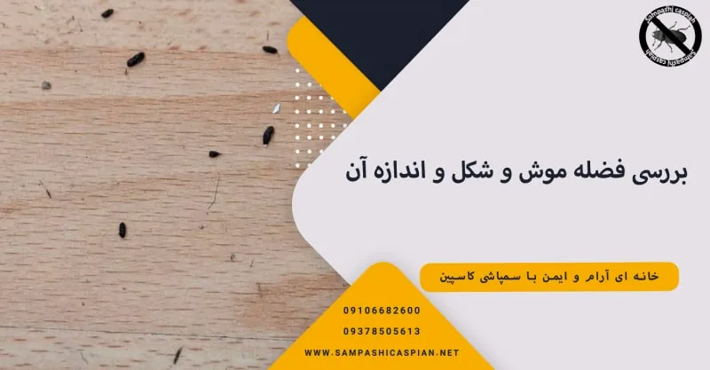 بررسی فضله یا همان مدفوع موش و شکل و اندازه آن