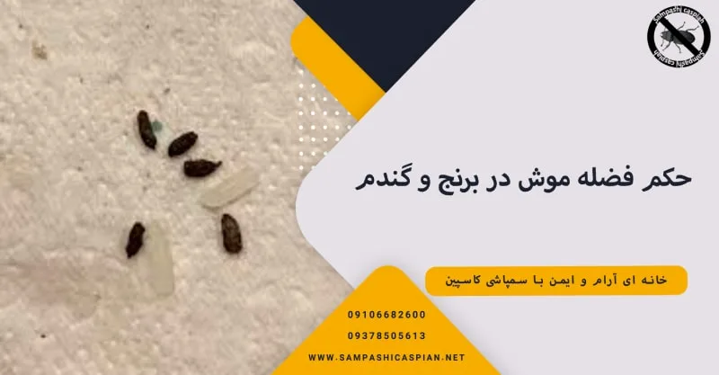 حکم فضله موش در برنج و گندم