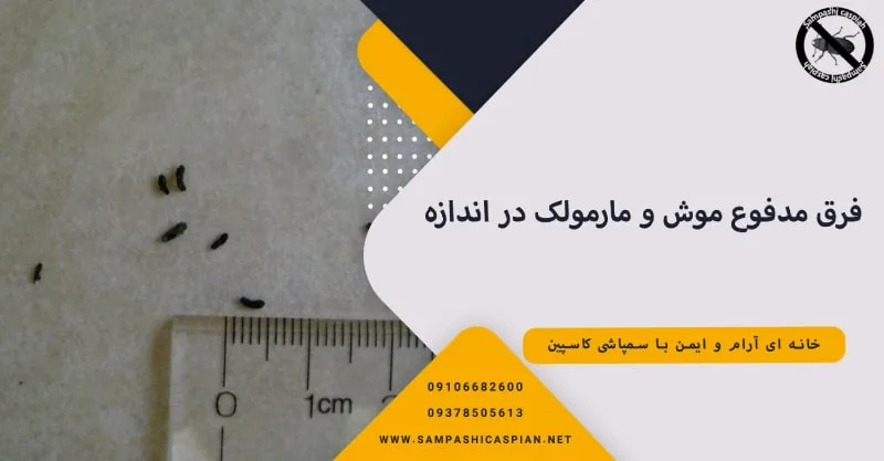 فرق مدفوع موش و مارمولک در اندازه