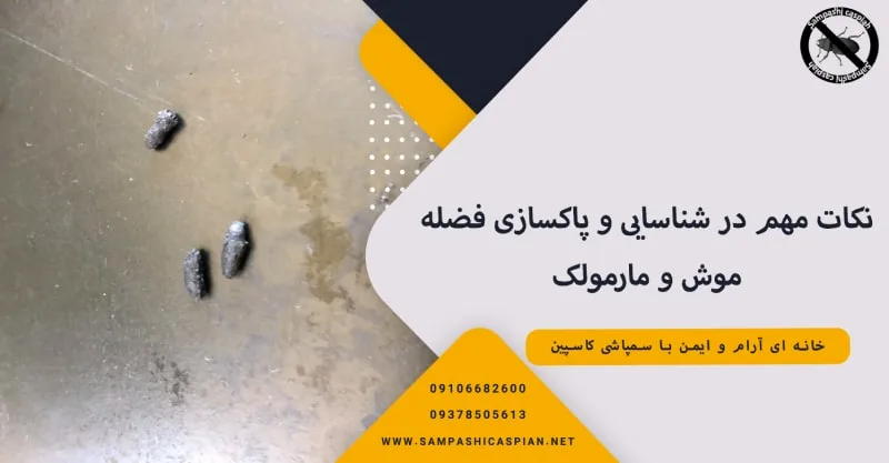 نکات مهم در شناسایی و پاکسازی فضله موش و مارمولک