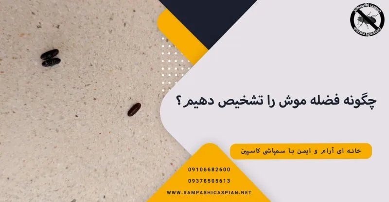 چگونه فضله موش را تشخیص دهیم؟